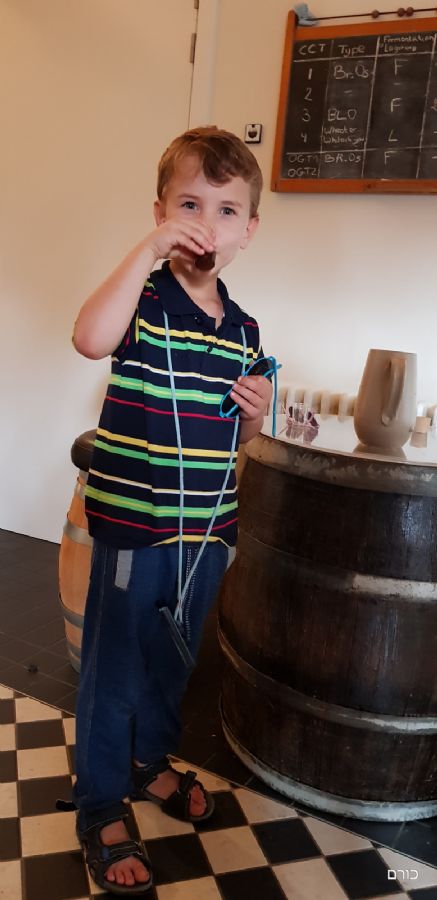 טועמים מאלט (בירה לפני הוספת השמרים)